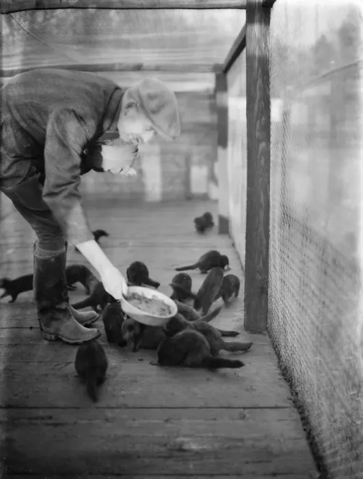 Framed Print : R H Brown feeding minks in the cage. 1937