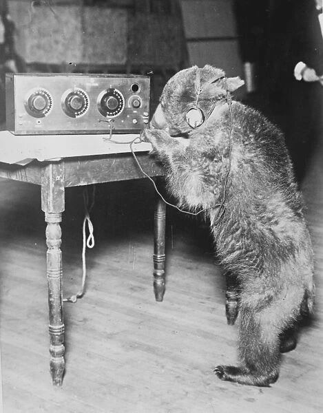 The Radio Bear. One of Brekers trained bears finds time in between performances
