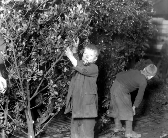 Framed Print : Ragged boys scrounging holly at Covent Garden. 23 December 1919 Framed Print : Ragged boys scrounging holly at Covent Garden. 23 December 1919