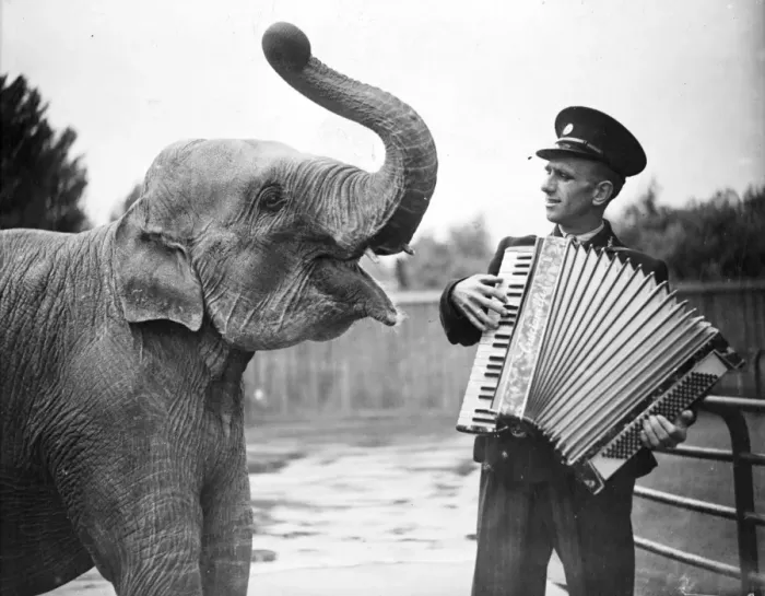 Framed Print : Rajah, one of the young Elephants at the London Zoo, has two outsize ears for music