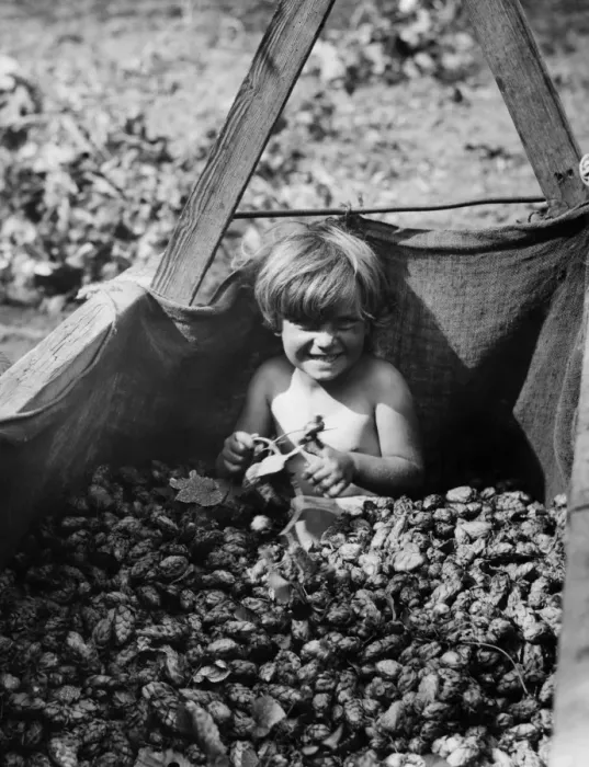 Framed Print : At this rate she will soon be covered with hops! A little hop picker at Beltring Framed Print : At this rate she will soon be covered with hops! A little hop picker at Beltring