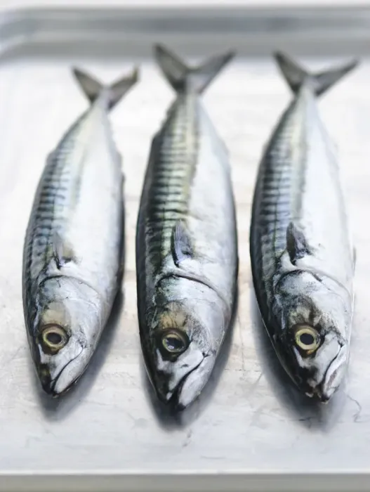 Framed Print : Three whole raw fresh mackerel credit: Marie-Louise Avery / thePictureKitchen / TopFoto Framed Print : Three whole raw fresh mackerel credit: Marie-Louise Avery / thePictureKitchen / TopFoto