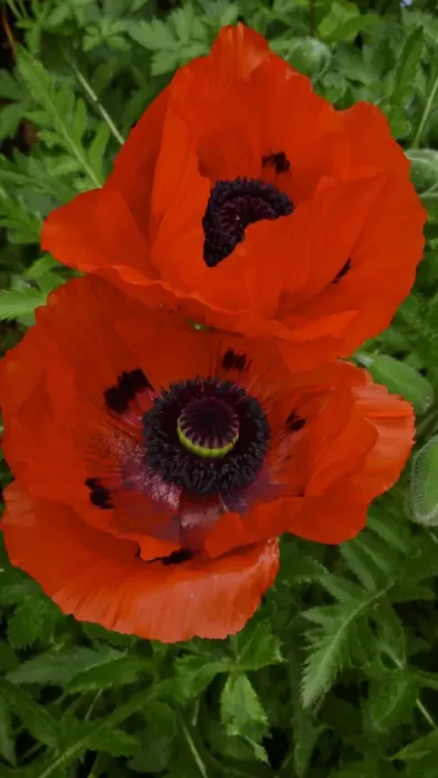 Framed Print : Two red poppies, against background of green leaves credit: Marie-Louise Avery