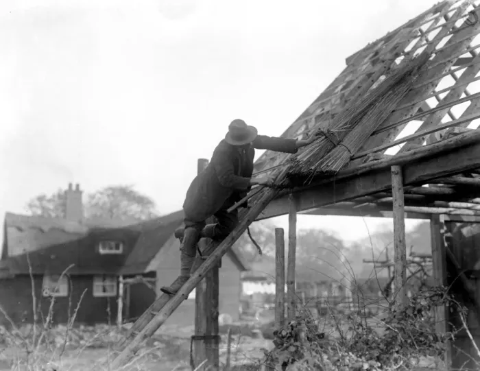 Framed Print : Reed Thatching in Norfolk. Mr R. W. Farman, of North Walsham, The last working Framed Print : Reed Thatching in Norfolk. Mr R. W. Farman, of North Walsham, The last working