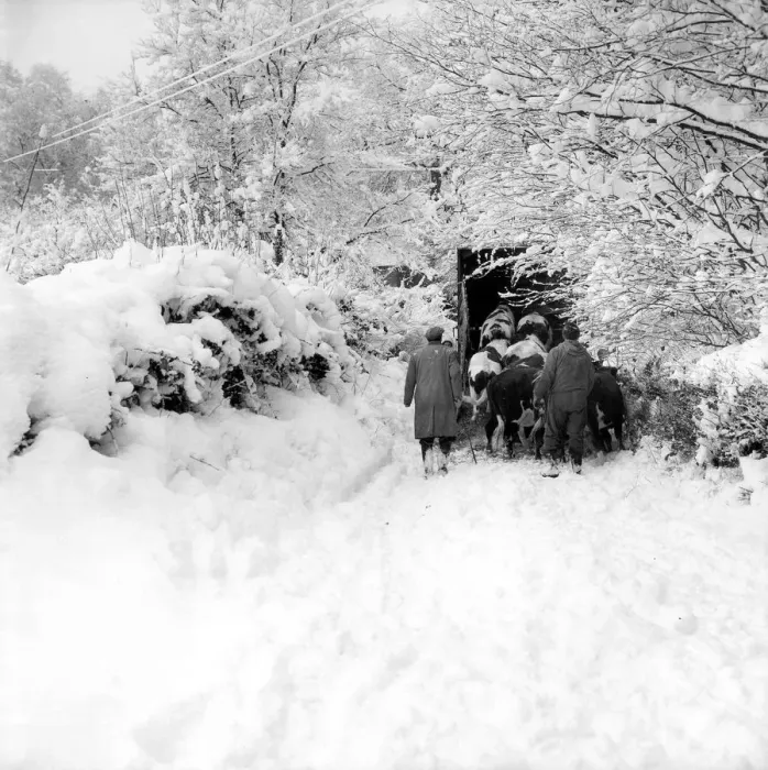 Framed Print : Rescuing the cattle form the heavy snow in Ide Hill. 31st December 1962 Framed Print : Rescuing the cattle form the heavy snow in Ide Hill. 31st December 1962
