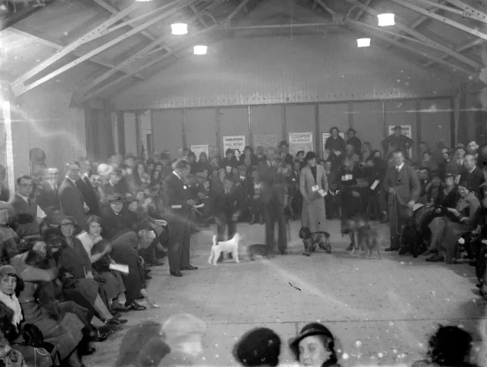 Framed Print : In the show ring at the Sidcup dog show. 1936 Framed Print : In the show ring at the Sidcup dog show. 1936
