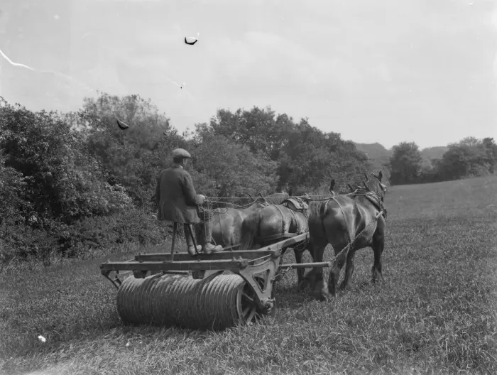 Framed Print : Rolling in oats, near Keston Church, Kent. 1937 Framed Print : Rolling in oats, near Keston Church, Kent. 1937