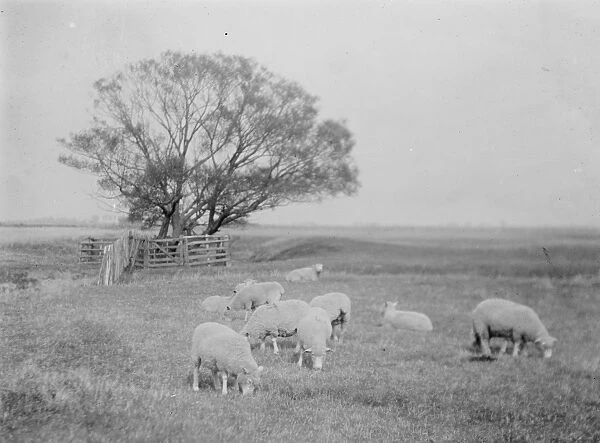 Romney Marsh a sparsely populated wetland area in the counties of Kent and East Sussex 1925