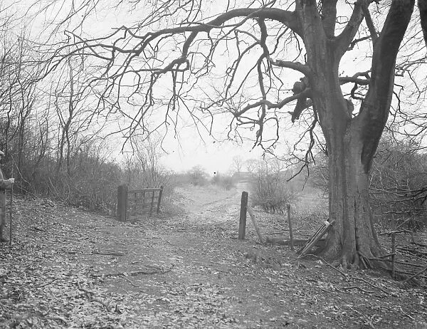 A rural scene on Preston Hill Farm Estate, Kent. 1938