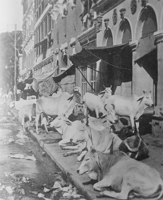 Framed Print : Sacred Cattle Sleep on the Pavements in West Bengal This remarkable phot shows sacred Framed Print : Sacred Cattle Sleep on the Pavements in West Bengal This remarkable phot shows sacred