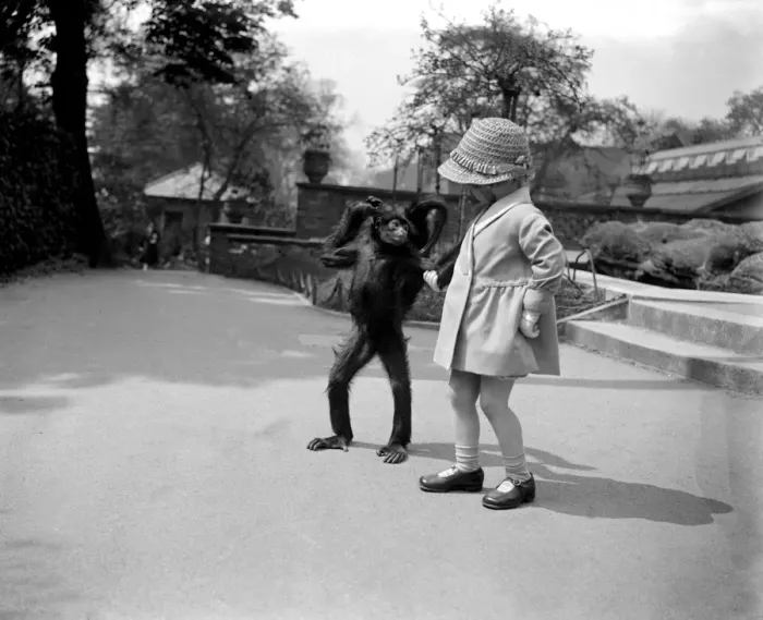 Framed Print : Sally the spider monkey takes a walk with a little girl at London zoo Framed Print : Sally the spider monkey takes a walk with a little girl at London zoo