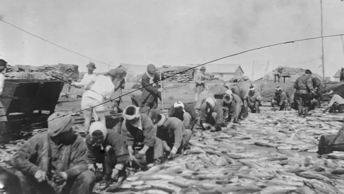 Framed Print : Salmon fisheries West Coast of Kamchatka, Russia 1920 Framed Print : Salmon fisheries West Coast of Kamchatka, Russia 1920