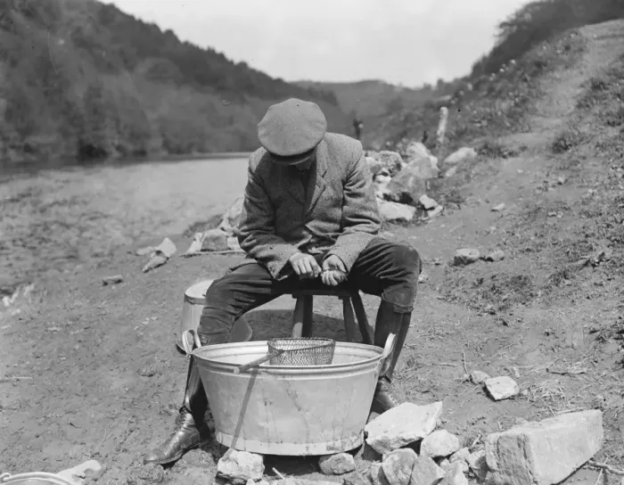 Framed Print : Salmon fishing at Symonds Yat Marking smolts