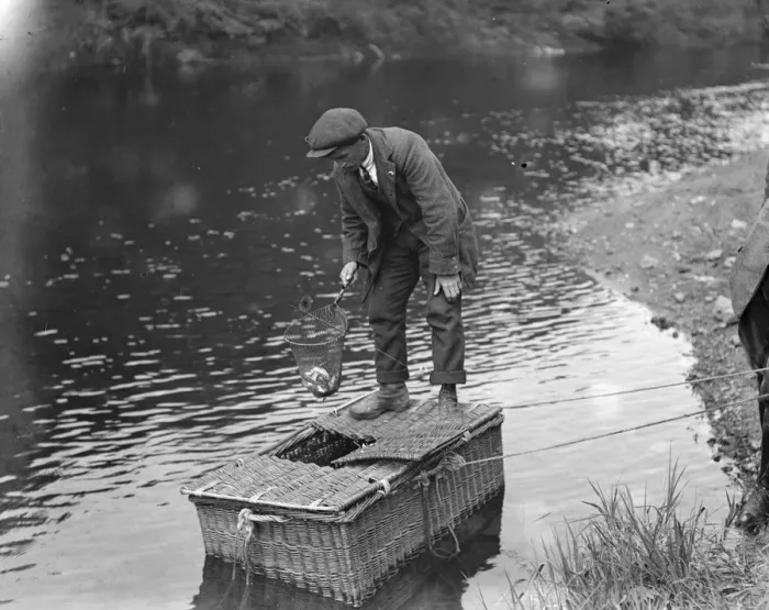 Framed Print : Salmon fishing at Symonds Yat Marking smolts Framed Print : Salmon fishing at Symonds Yat Marking smolts