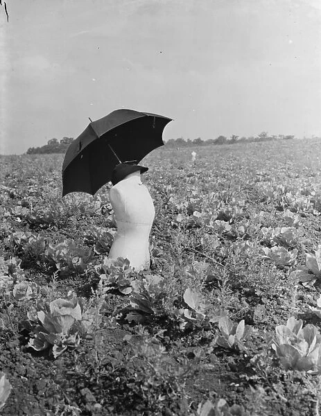 Scarecrow in a farmers field made from a dressmakers dummy in Swanley. 1938