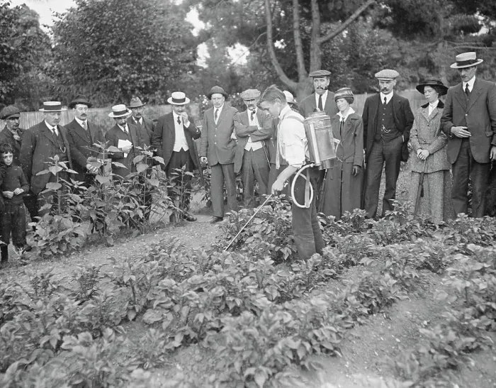 Framed Print : Schoolchildren helping to spray allotment holders potatoes at Ewell 22 June 1917