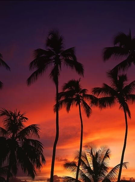 Seychelles Sunset with Palm Trees
