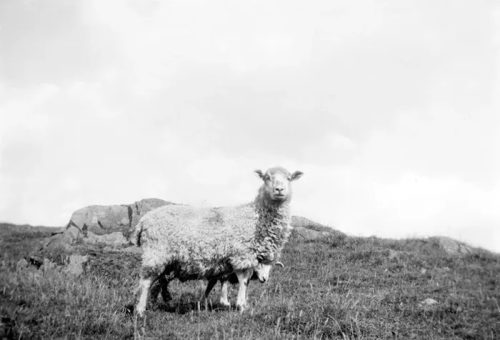 Framed Print : Sheep. 1933 Framed Print : Sheep. 1933