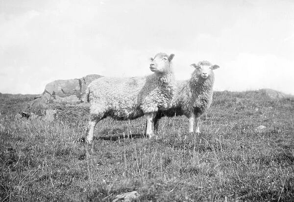 Sheep. 1933