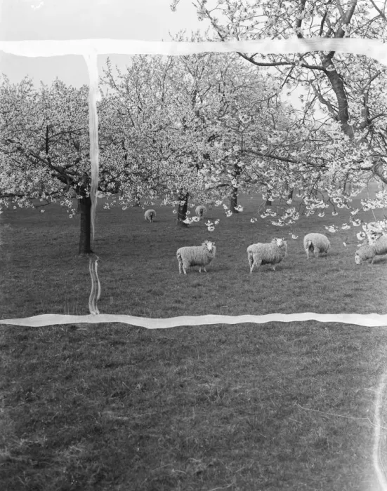 Framed Print : Sheep amongst a cherry orchard in Lenham, Kent. 1937