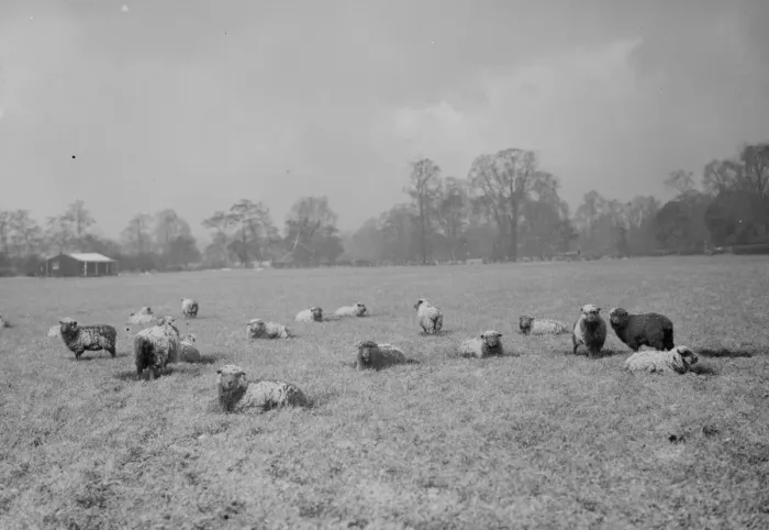 Framed Print : Sheep still covered in a dusting of snow in a field in Bexley, Kent. 1938 Framed Print : Sheep still covered in a dusting of snow in a field in Bexley, Kent. 1938