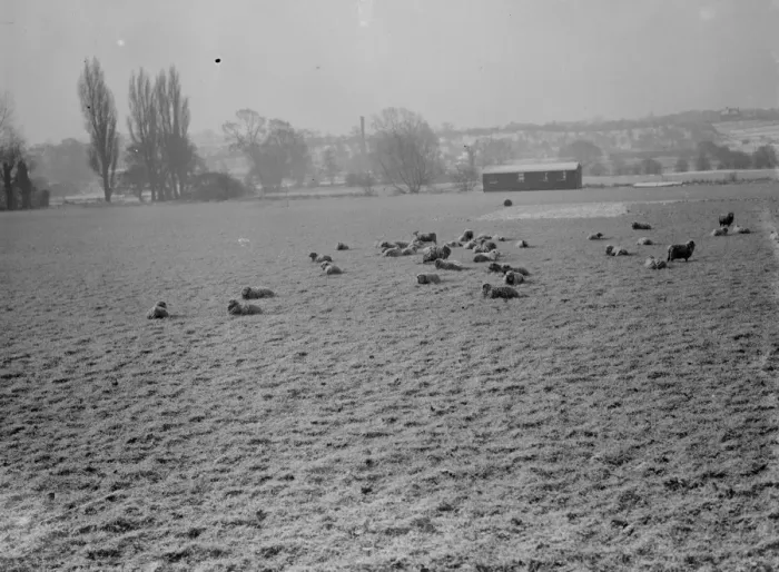 Framed Print : Sheep still covered in a dusting of snow in a field in Bexley, Kent. 1938 Framed Print : Sheep still covered in a dusting of snow in a field in Bexley, Kent. 1938