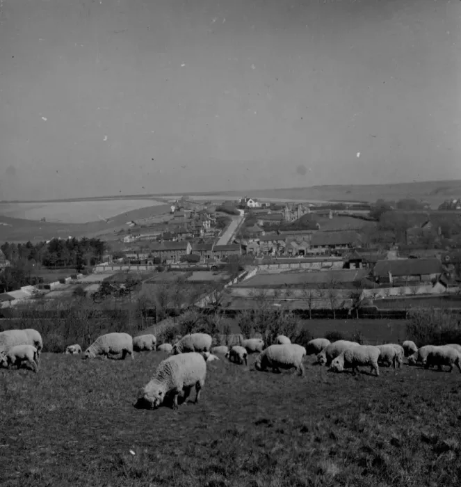 Framed Print : Sheep farming on the Sussex Downs near Rottingdean 1946 Framed Print : Sheep farming on the Sussex Downs near Rottingdean 1946