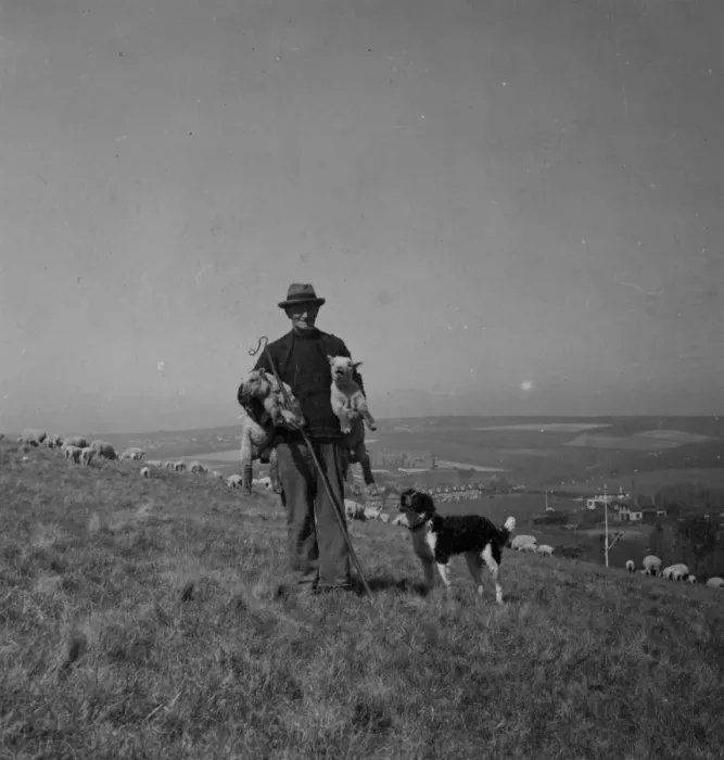 Framed Print : Sheep farming on the Sussex Downs near Rottingdean 1946