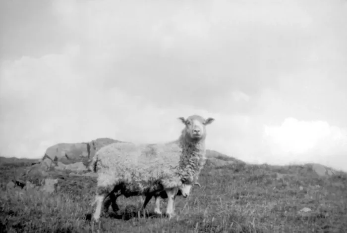 Framed Print : Sheep in a field