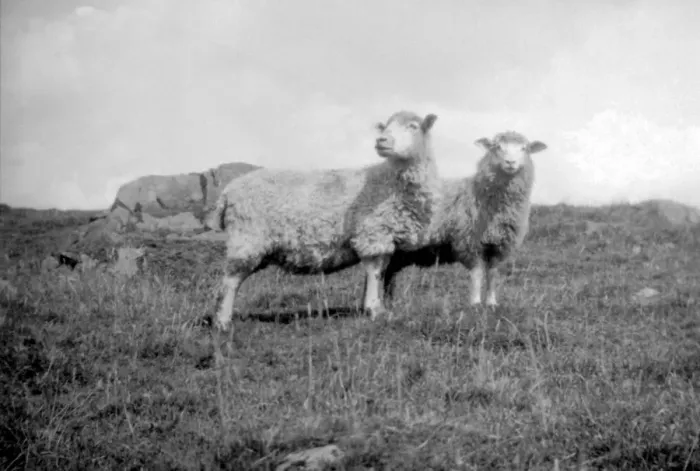 Framed Print : Sheep in a field