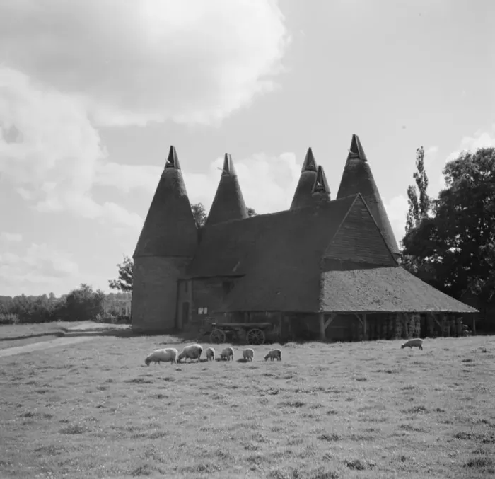 Framed Print : Sheep grazing in front of some oast houses. 1936 Framed Print : Sheep grazing in front of some oast houses. 1936
