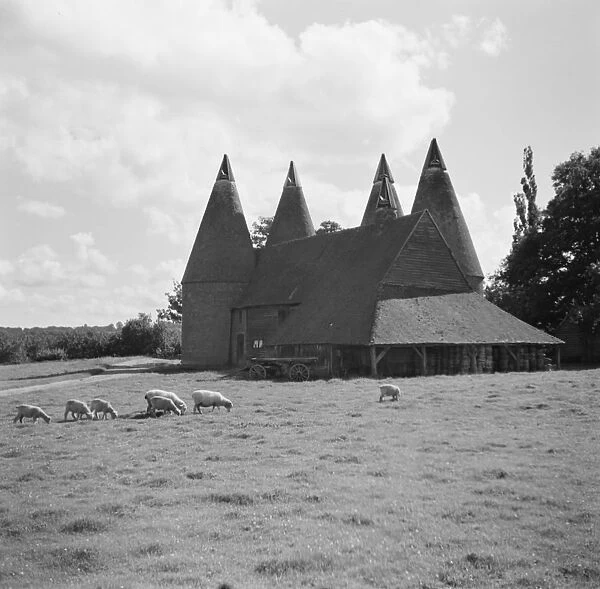 Sheep grazing in front of some oast houses. 1936