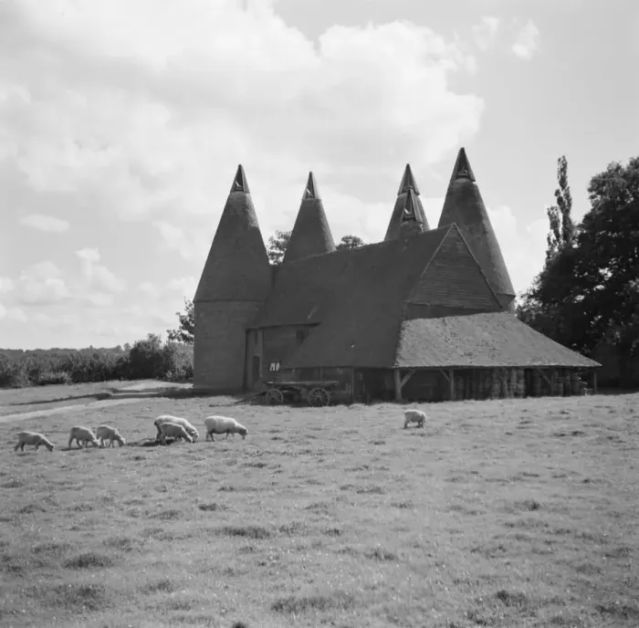 Framed Print : Sheep grazing in front of some oast houses. 1936 Framed Print : Sheep grazing in front of some oast houses. 1936
