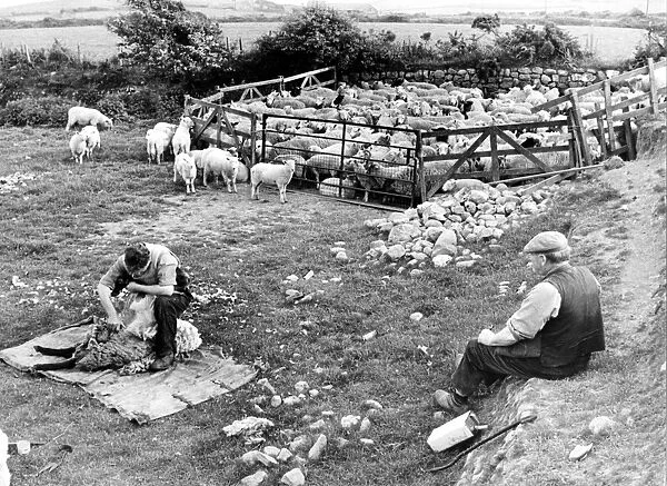 Sheep being hand clipped in Wales