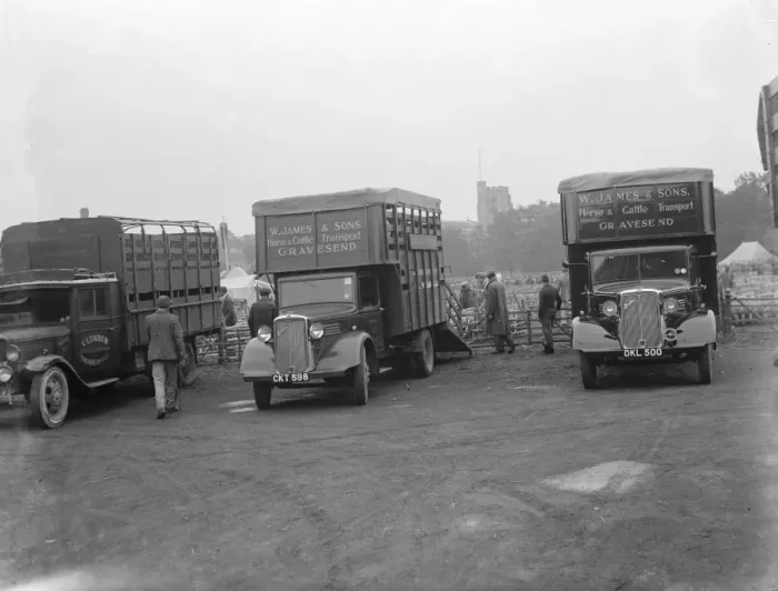 Framed Print : Sheep are being loaded up onto a Bedford lorry belonging to W James & Sons Horse Framed Print : Sheep are being loaded up onto a Bedford lorry belonging to W James & Sons Horse