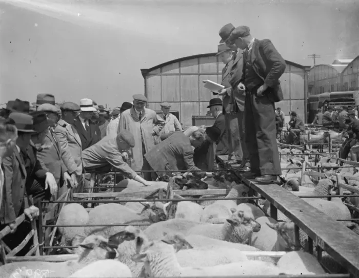 Framed Print : A sheep sale in Gloucester. 10 June 1938 Framed Print : A sheep sale in Gloucester. 10 June 1938
