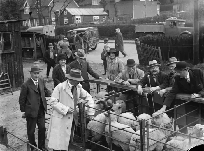 Framed Print : Sheep at Sevenoaks market. 1935 Framed Print : Sheep at Sevenoaks market. 1935