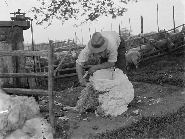 Sheep shearing. A farmer hand - shears his flock of sheep. 1935
