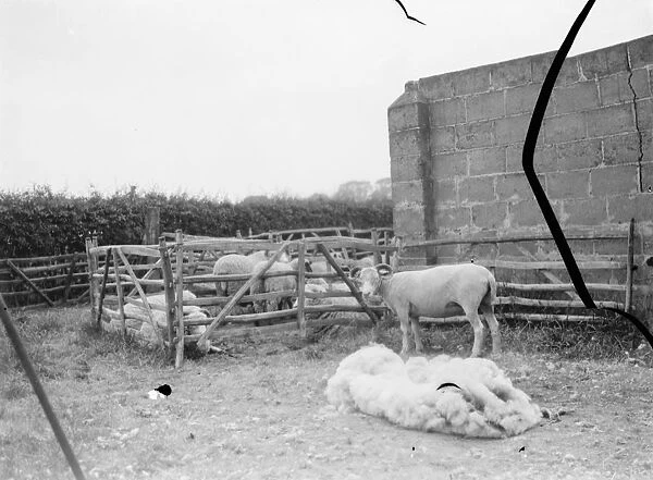 Sheep sheering in Wrotham, Kent. 1 June 1967
