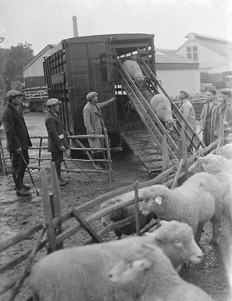 Sheep are being unloaded from a truck at the sheep sale in Maidstone, Kent