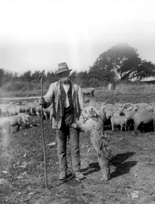 Framed Print : A shepherd with an old english sheep dog Framed Print : A shepherd with an old english sheep dog