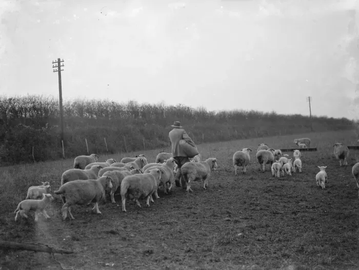 Framed Print : A shepherd tends to his flock on a field in Eynsford, Kent. 1936