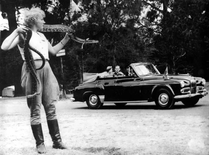 Framed Print : Shirley Weston snake girl catches the Dukes eye as she displays the carpet snake