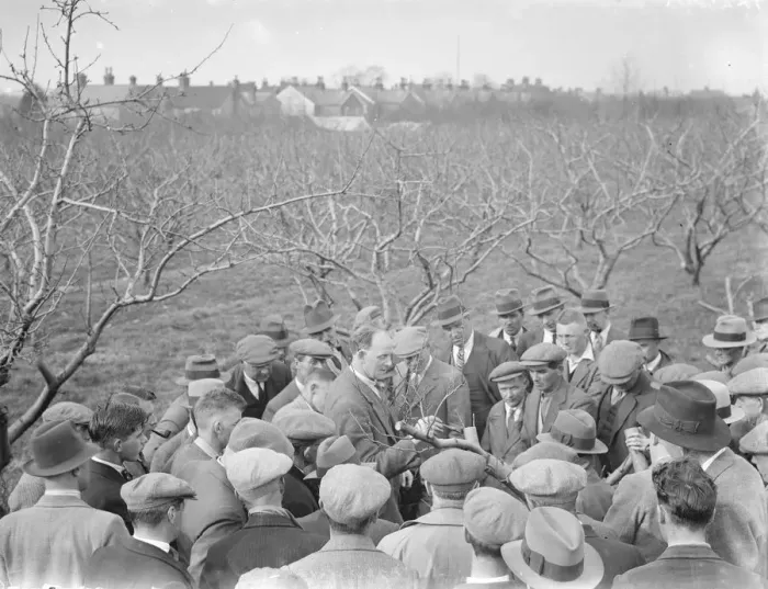 Framed Print : Showing people around at the East Malling Research Station open day in Kent. 1939 Framed Print : Showing people around at the East Malling Research Station open day in Kent. 1939