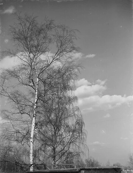 Silver birch trees in Sidcup, Kent. 1939