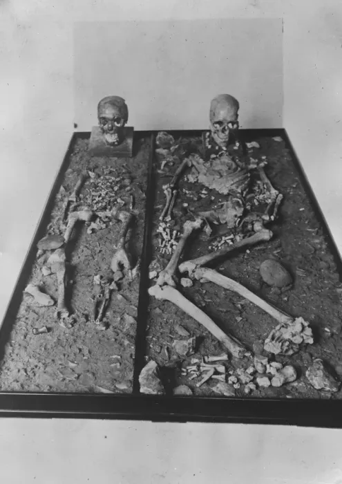Framed Print : Skeletons exhibited in a Berlin museum, estimated by scientists to be at least 25000 years old Framed Print : Skeletons exhibited in a Berlin museum, estimated by scientists to be at least 25000 years old