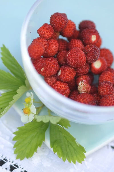 Small glass bowl of freshly gathered wild strawberries with flowers and leaves credit