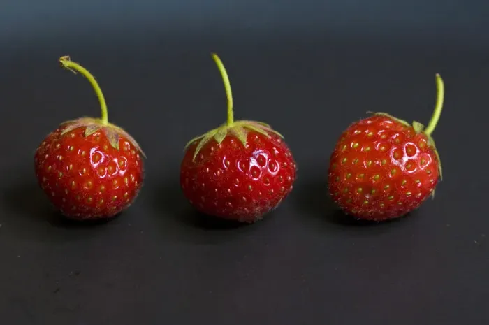 Framed Print : Three small strawberries in a row on black plate credit: Marie-Louise Avery  /  thePictureKitchen