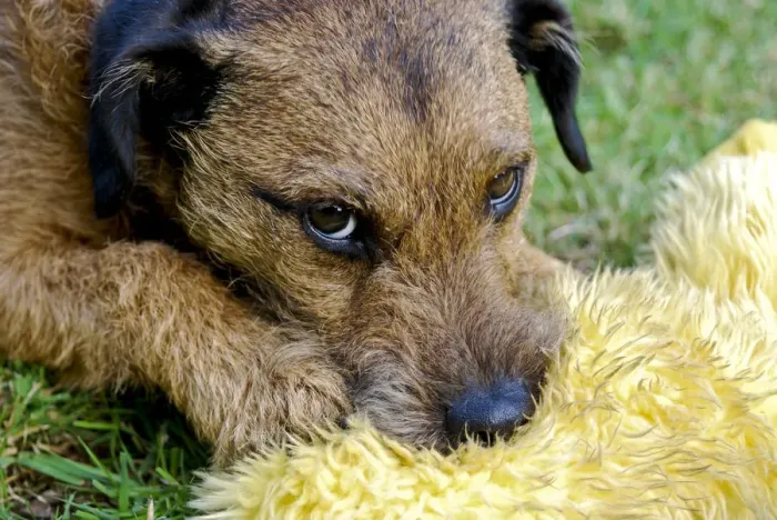 Framed Print : Small tan terrier dog {Lakeland  /  Border cross} with favourite soft toy on garden lawn