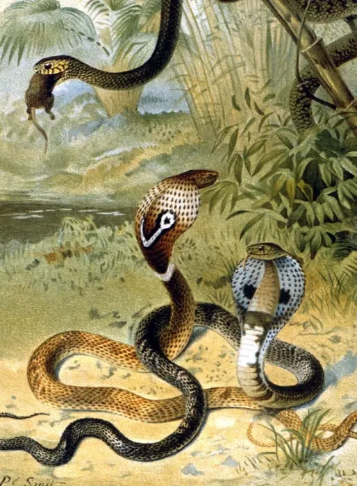 Framed Print : Snakes Cobras and a rat-snake. Chromolithograph by Smit, from the 1896 edition Framed Print : Snakes Cobras and a rat-snake. Chromolithograph by Smit, from the 1896 edition